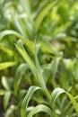 Star flowered lily of the valley Royalty Free Stock Photo