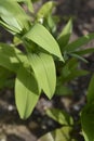 Star flowered lily of the valley Royalty Free Stock Photo