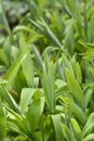 Star flowered lily of the valley Royalty Free Stock Photo