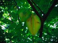 Star Fruit Or Averrhoa Carambola Tree Fruiting At The Village