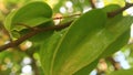 Star fruit bunches on the tree