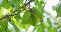 Static view of carambola also known as star-fruit of averrhoa a species of tree native to tropical Southeast Asia the