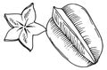 Star fruit engraving. Exotic sweet carambola sketch