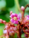 Star fruit flower Averrhoa carambola, carambola with a natural background. Indonesian call it belimbing or blimbing.