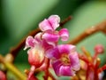 Star fruit flower Averrhoa carambola, carambola with a natural background. Indonesian call it belimbing or blimbing.