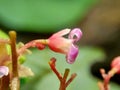 Star fruit flower Averrhoa carambola, carambola with a natural background. Indonesian call it belimbing or blimbing.