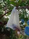 Star fruit rots in plastic because it is attacked by fruit flies