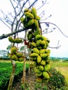 Star fruits on the tree like pea Royalty Free Stock Photo