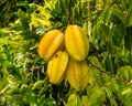 Star fruits