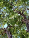 Star frut tree and green leafs