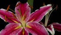 Star Gazer Lilly