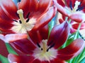 Star-Gazer Lily