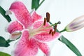 Star Gazer Lily with Bud Royalty Free Stock Photo