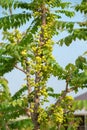 Star gooseberry fruit. Phyllanthus acidus, known as the Otaheite gooseberry , star , damsel, grosella