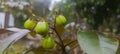 star gooseberry, green fruit, tropical fruit, Phyllanthus acidus, Royalty Free Stock Photo