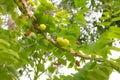 Star gooseberry