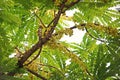 Star gooseberry or Otaheite gooseberry, edible small yellow berries fruit