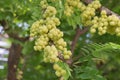 Star gooseberry is a perennial plant. It has small to medium size and sweet, sour and astringent taste of the fruit becomes soft