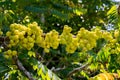 Star gooseberry or Phyllanthus acidus