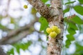 Star gooseberry, Phyllanthus Phyllanthus acidus
