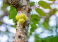 Star gooseberry, Phyllanthus Phyllanthus acidus