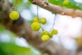 Star gooseberry, Phyllanthus Phyllanthus acidus