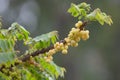 Star Gooseberry (Phyllantus acedus) Royalty Free Stock Photo