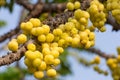 Star Gosseberry Phyllanthus acidus