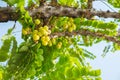 Star Gosseberry Phyllanthus acidus tree