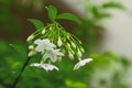 Star Jasmine is blooming, revealing the inner pollen.