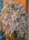 Star Jasmine dense vine clusters unforgettably sweet fragrant flowers during springtime