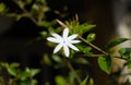 Star jasmine flower bokeh background Royalty Free Stock Photo