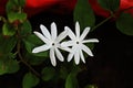 Star Jasmine Flower Royalty Free Stock Photo