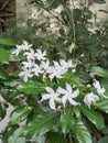 Star jasmine flower flush with glossy leaf Royalty Free Stock Photo