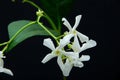 Star jasmine flowers Royalty Free Stock Photo