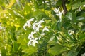 Star jasmine flowers in bloom with raindrops and blurred background Royalty Free Stock Photo