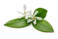 Star jasmine flowers with leaves isolated on white Royalty Free Stock Photo