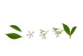 Star jasmine flowers and leaves isolated on white background with copy space Royalty Free Stock Photo