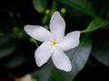 Star jasmine on green leafs background