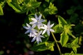 Jasminum  7 Petals (Jasminum multipartitum) Nature Flowers White, close up Royalty Free Stock Photo