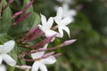 Star Jasmine Plant Royalty Free Stock Photo