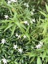 Star jasmine