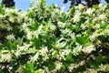 Star Jasmine: a species of Star Jasmine, its botanical name is Trachelospermum jasminoides. Royalty Free Stock Photo