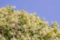 Star Jasmine in bloom against blue sky Royalty Free Stock Photo