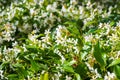 Star Jasmine Trachelospermum jasminoides blooming in a public garden, California