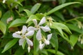 Star jasmine trachelospermum jasminoides, cluster of white flowers Royalty Free Stock Photo