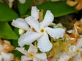 Star jasmine