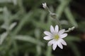 Star like white flowers of Cerastium tomentosum Royalty Free Stock Photo
