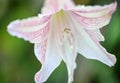Star lilly flower Royalty Free Stock Photo
