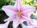 Star Lily Royalty Free Stock Photo